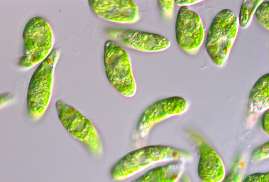 Euglena（裸藻）与 Spirulina（螺旋藻）的区别