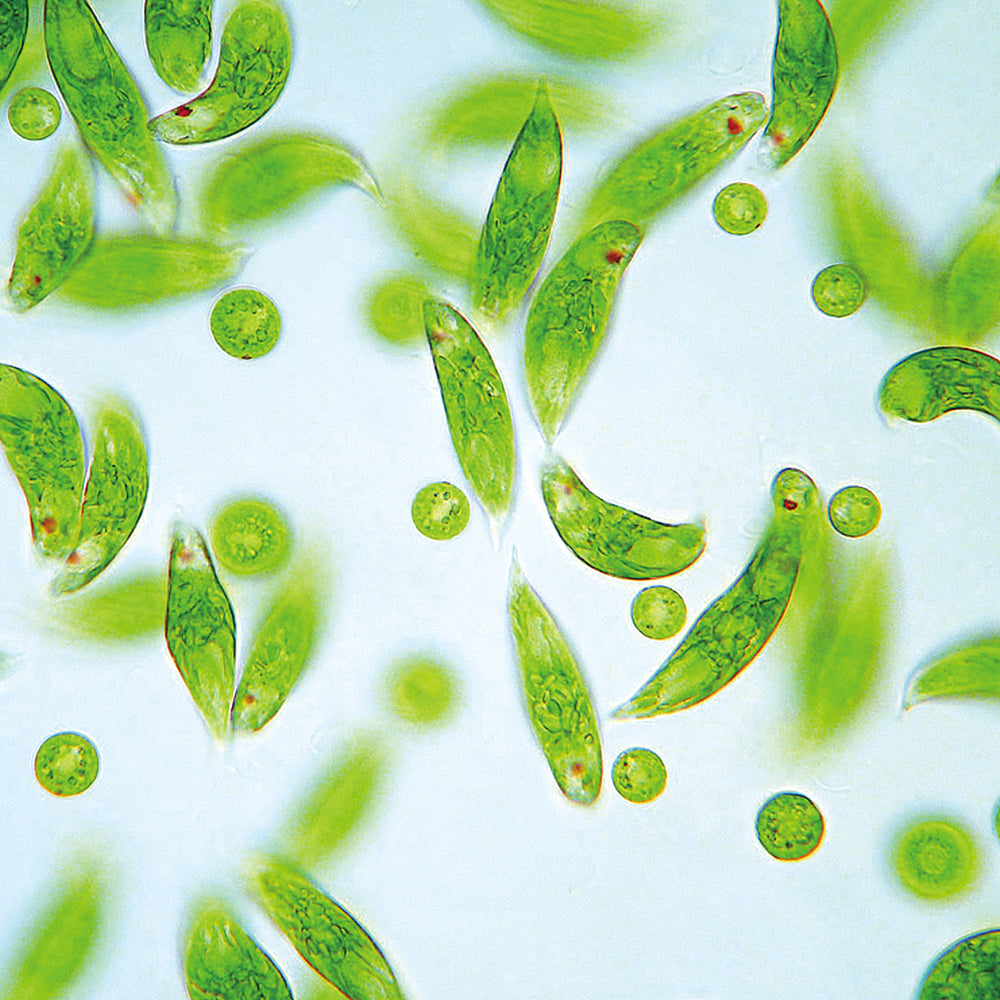 Euglena vs. Spirulina: Which Green Superfood is Right for You?