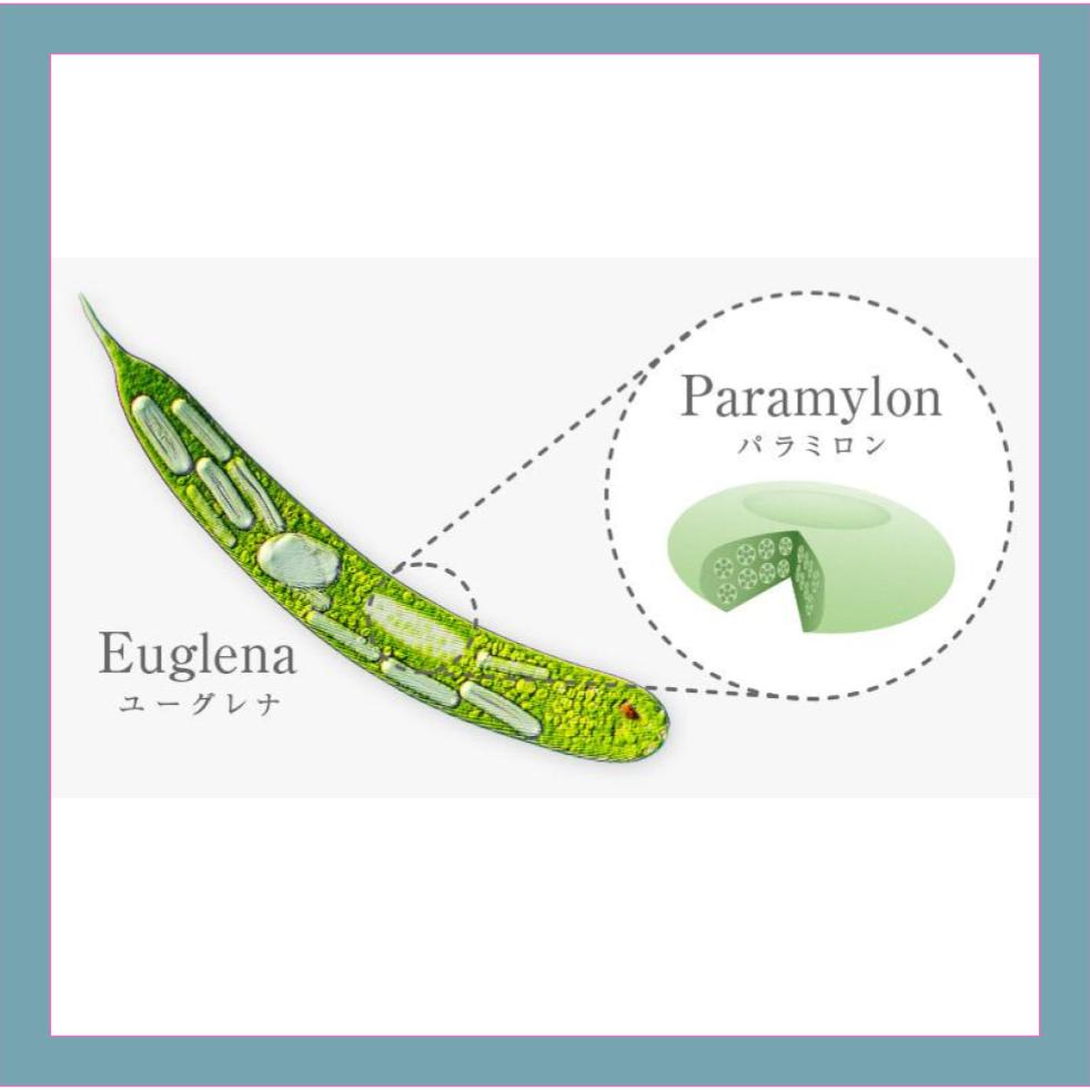The Realm Chlorella and Spirulina Could Not Reach: What is the Evolutionary "Power of Euglena" that Transcends the Boundaries of Plants?